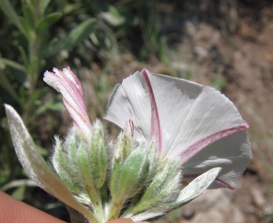 Convolvulus cneorum / Vilucchio turco